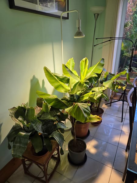 Unlock Your Plant's True Potential