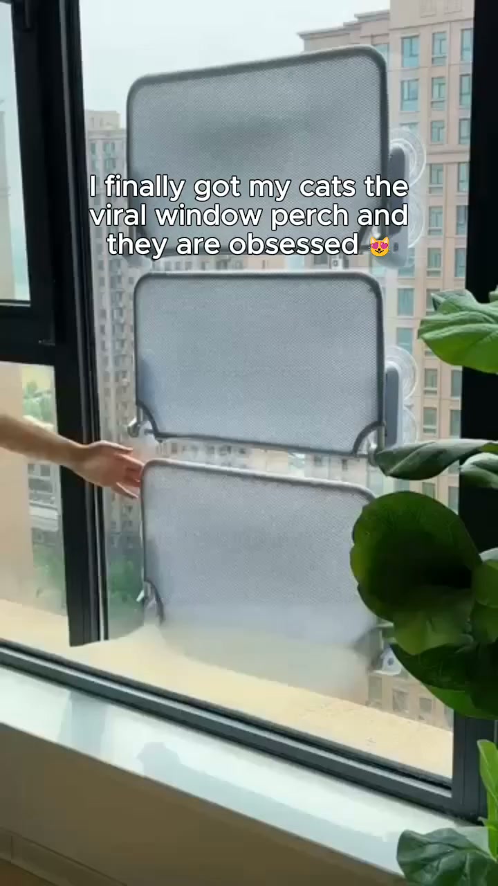 Why Your Cat Won't Leave the Window Alone