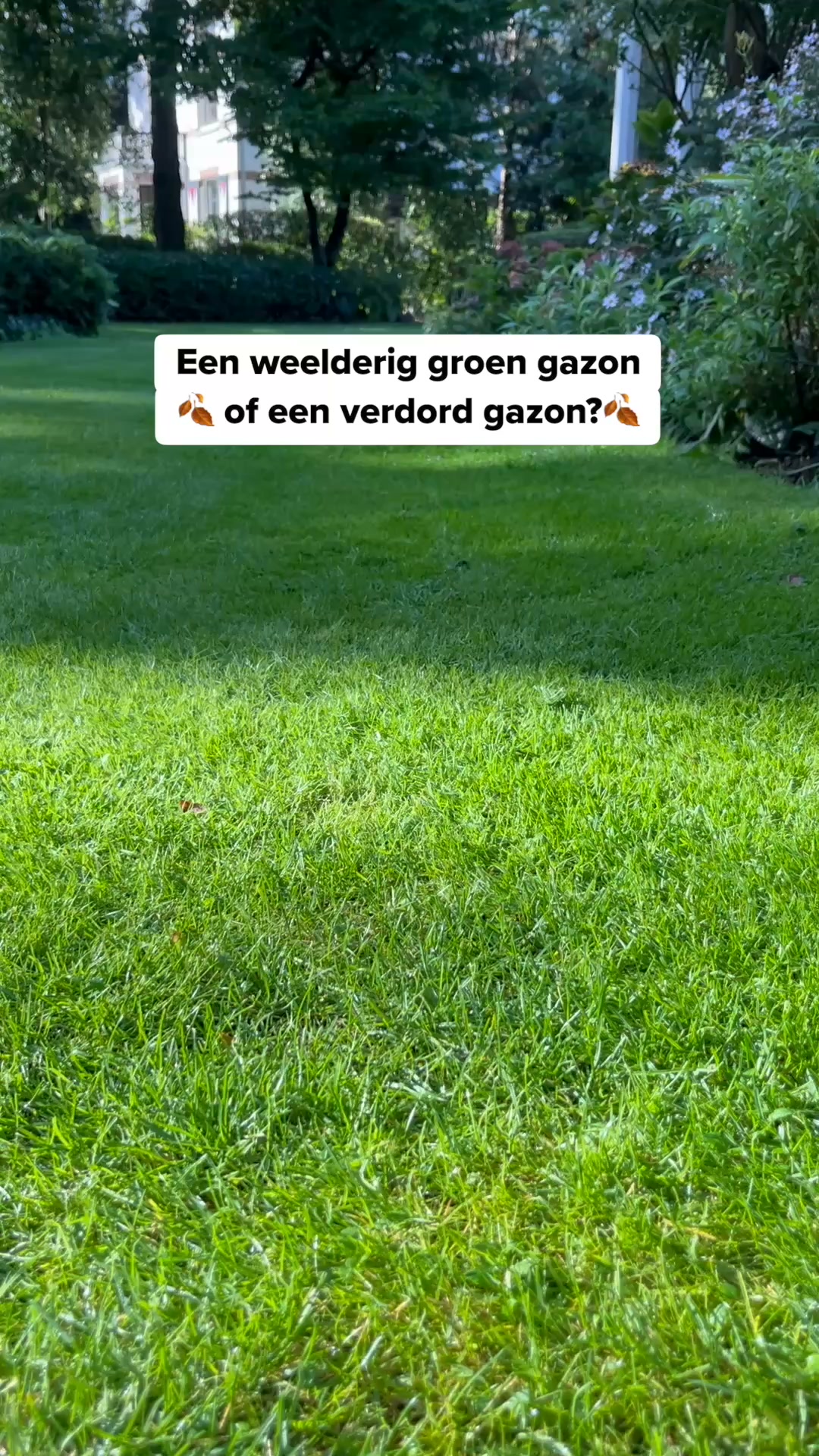 Je gazon redden na de zomer