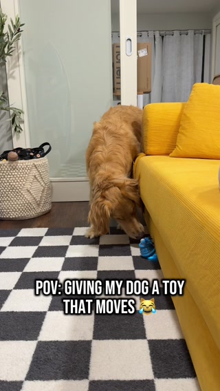 My dog's new favourite toy