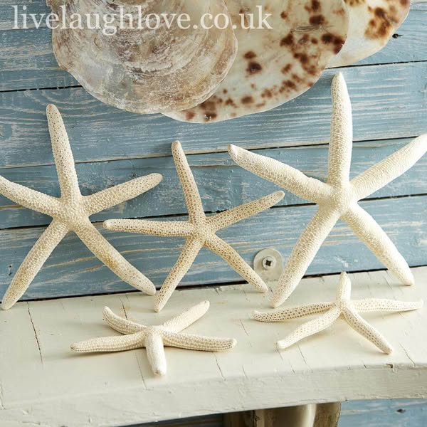 Set Of 5 Decorative Natural Starfish