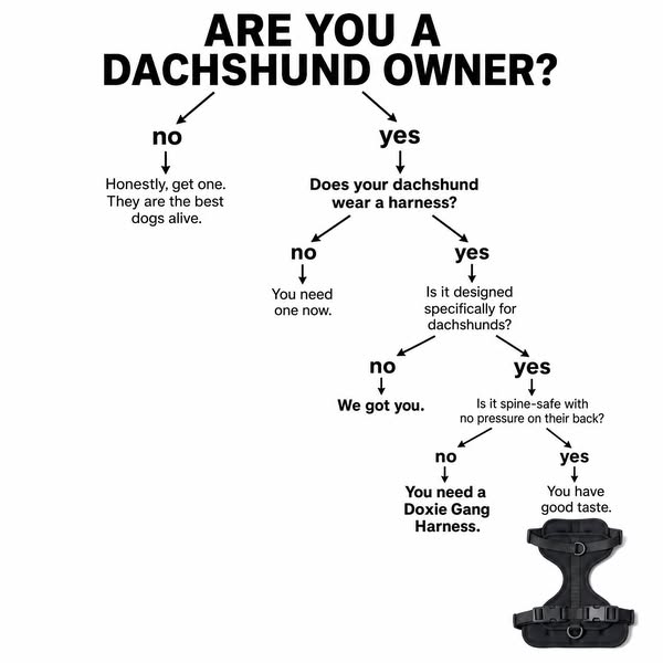 Are You a Dachshund Owner? Read This.