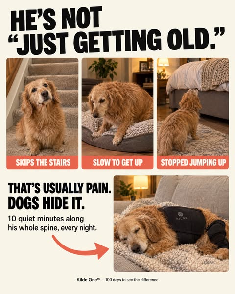 For Dachshund, Frenchie & Corgi Owners