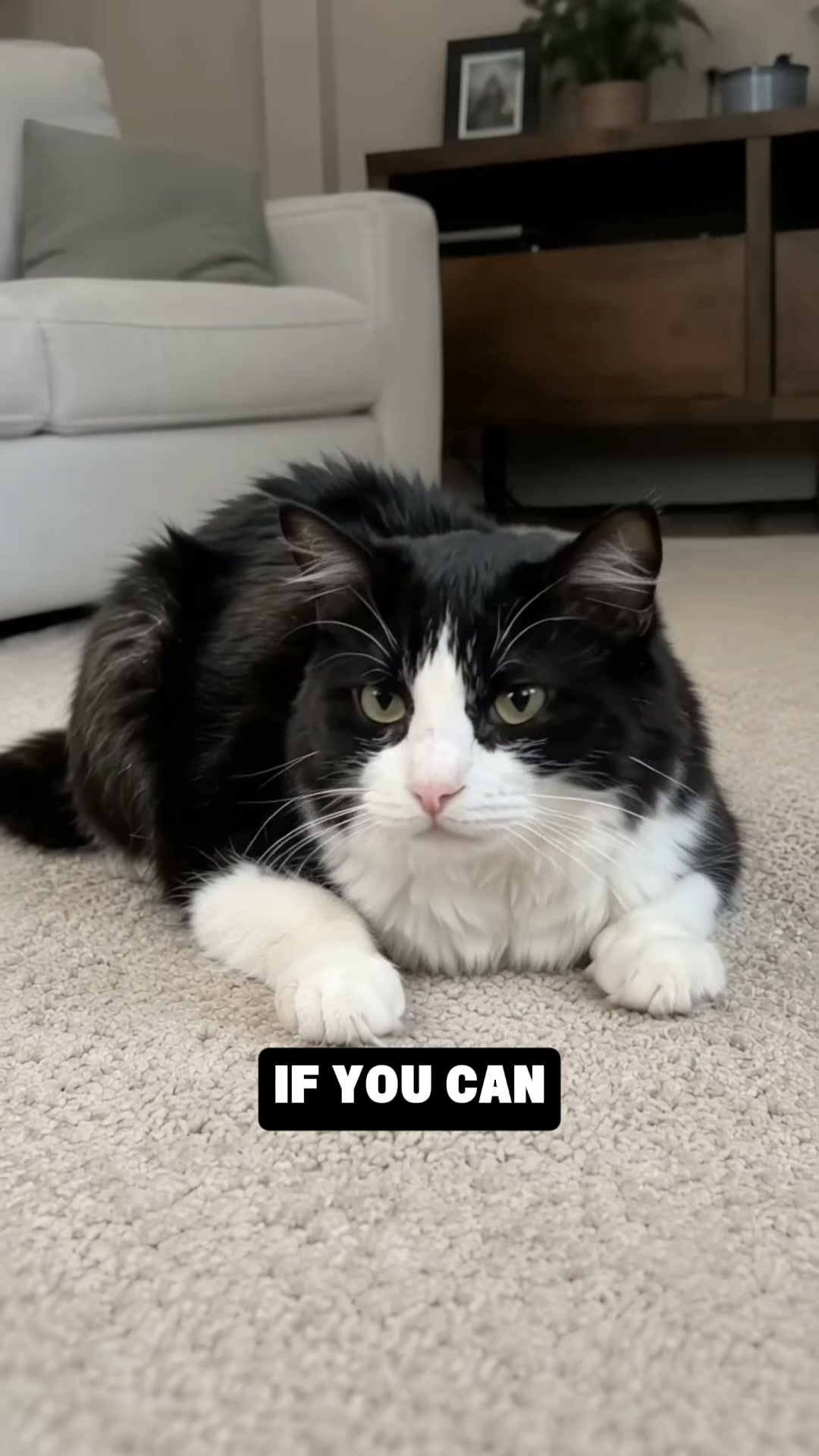 I Almost Put Down My Cat. A 2AM Discovery Saved Her.