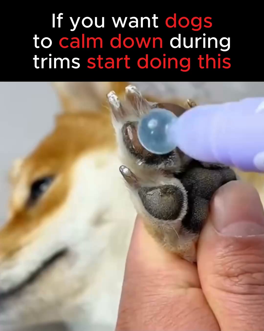 Stress-Free Nail Grooming for Your Dog!