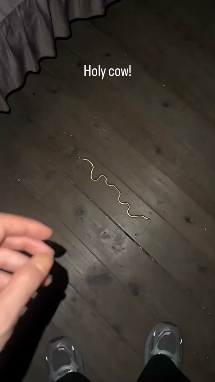 Wait… Is That a Real Snake?