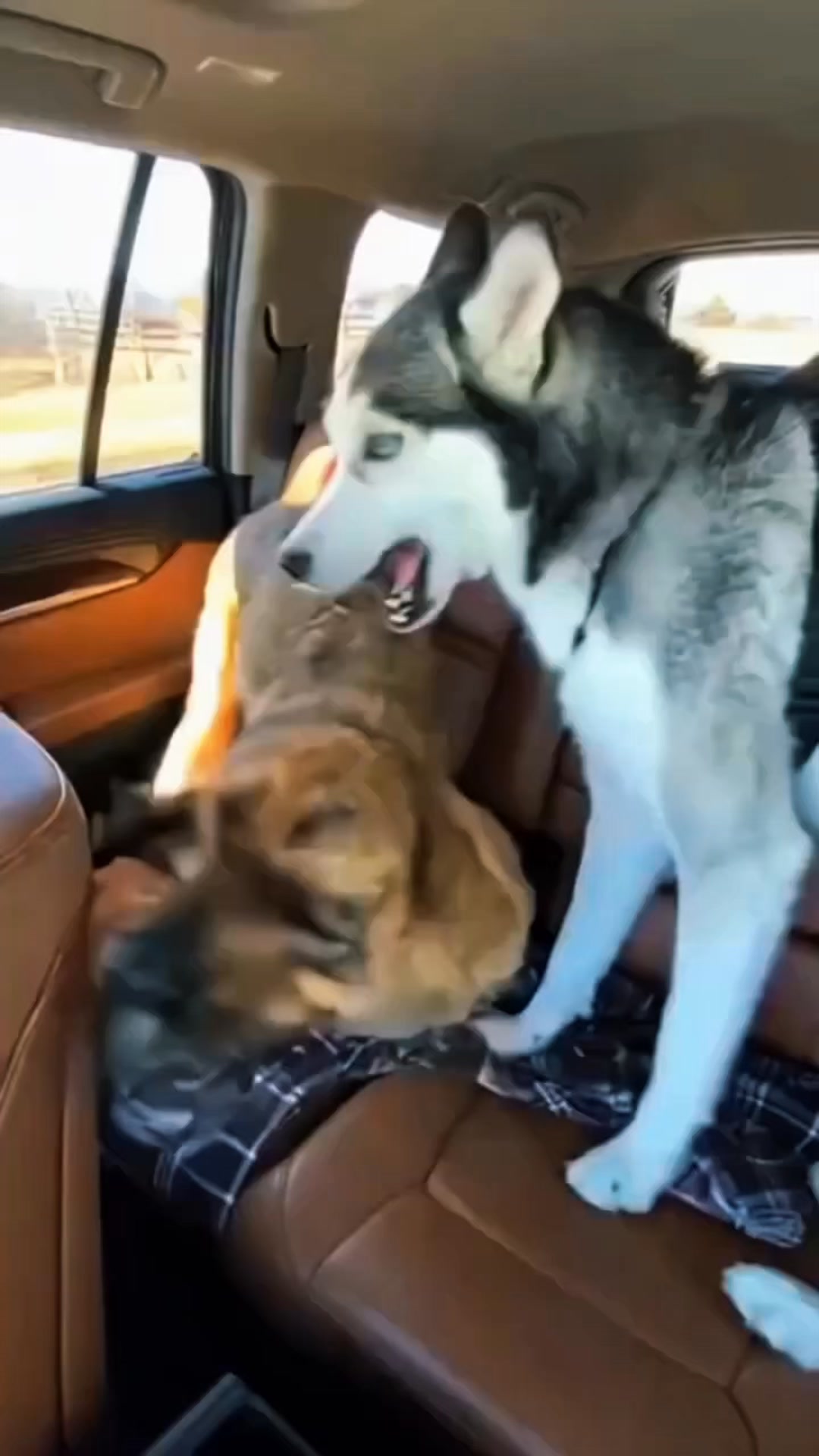 [BEST SELLER] Dog Bark Control Device