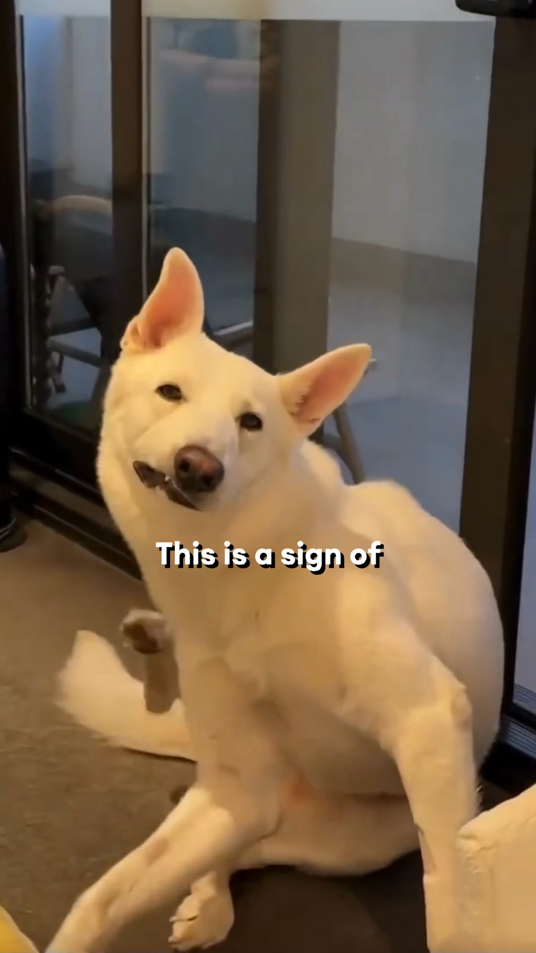 Vet-approved formulas