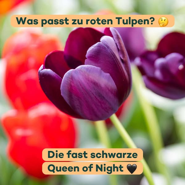 Der dunkle Partner für rote Tulpen