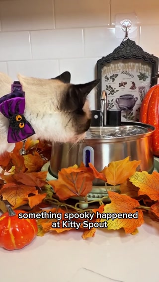 MEOWLLOWEEN SALE | 50% OFF + FREE GIFTS