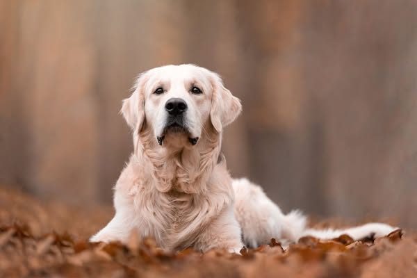 Maak de mooiste foto's van jouw hond