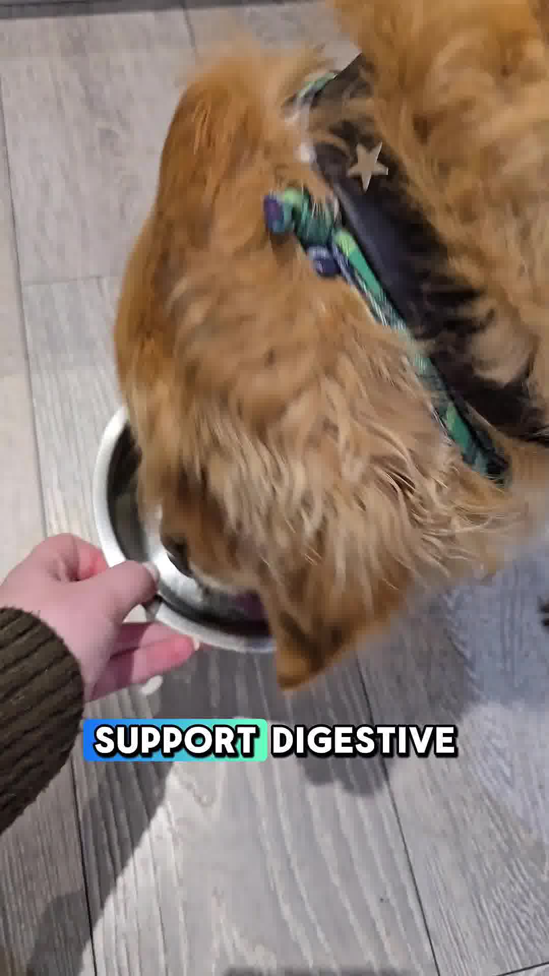Sensitive Dog Wet Food Bundle