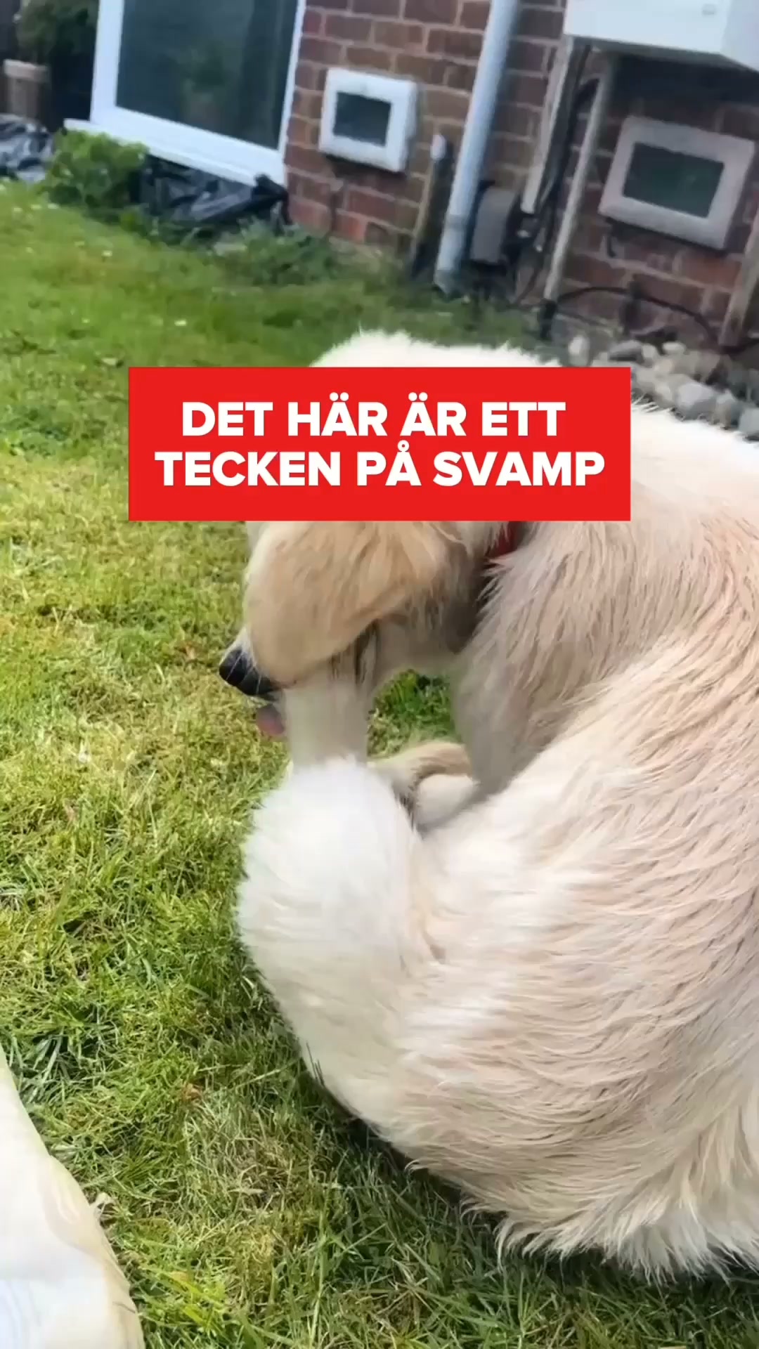 25,000+ hundägare kan inte ha fel