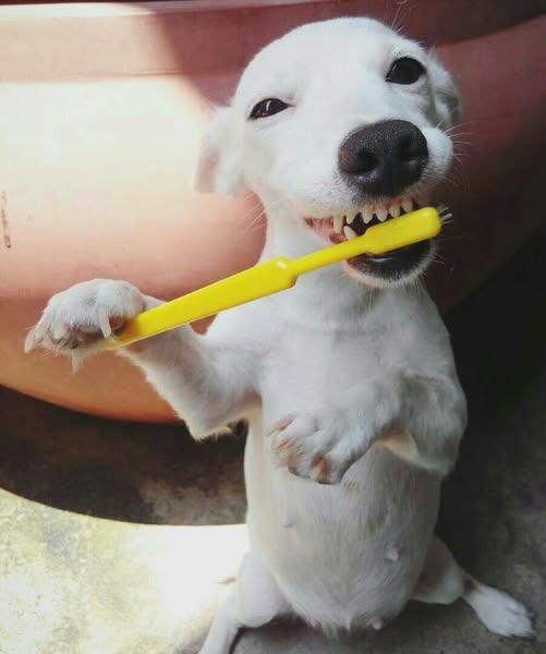 Three Months. Same Dog. Different Mouth.