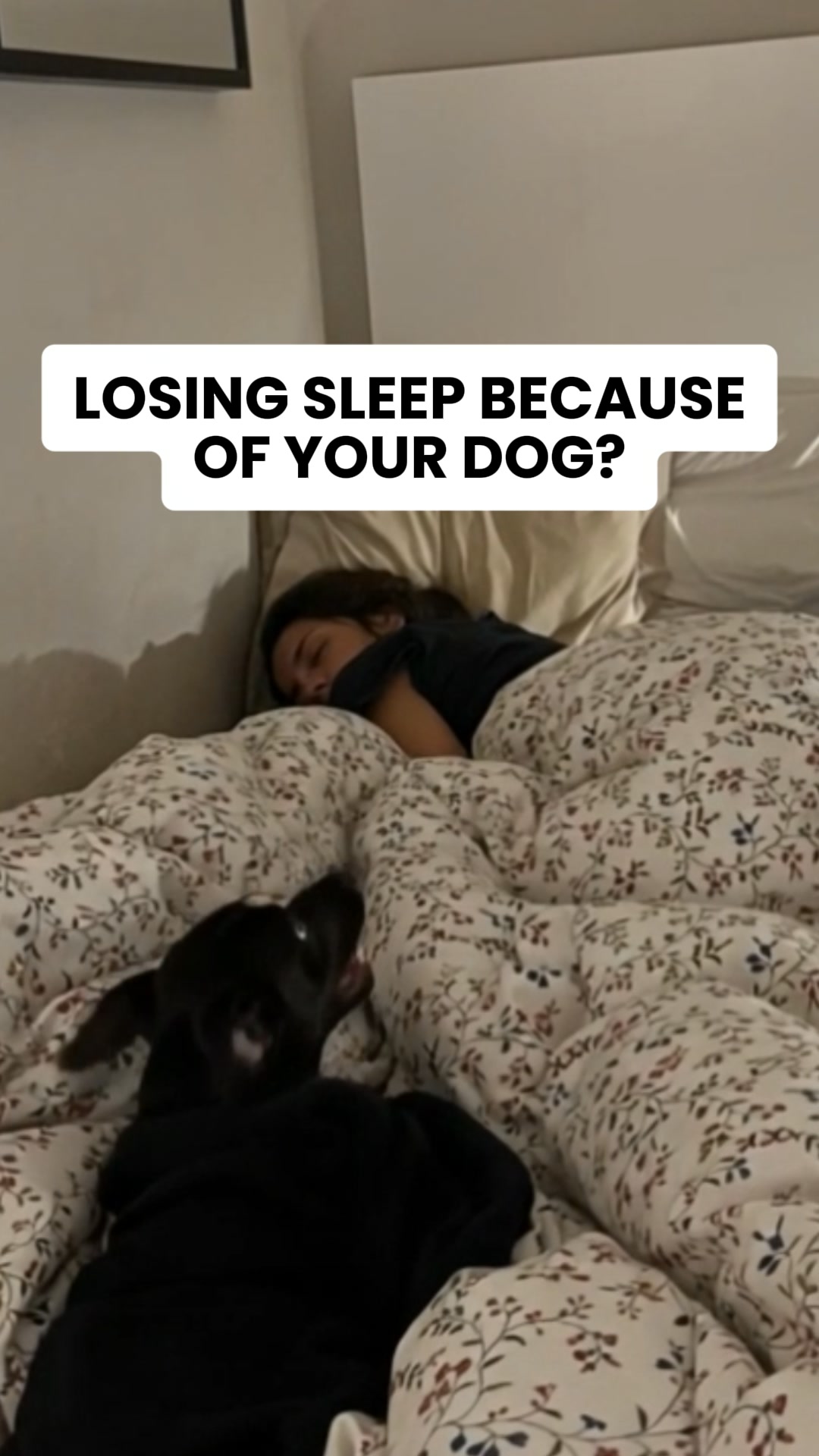 A New Way to Calm Noise-Anxious Dogs, 24/7