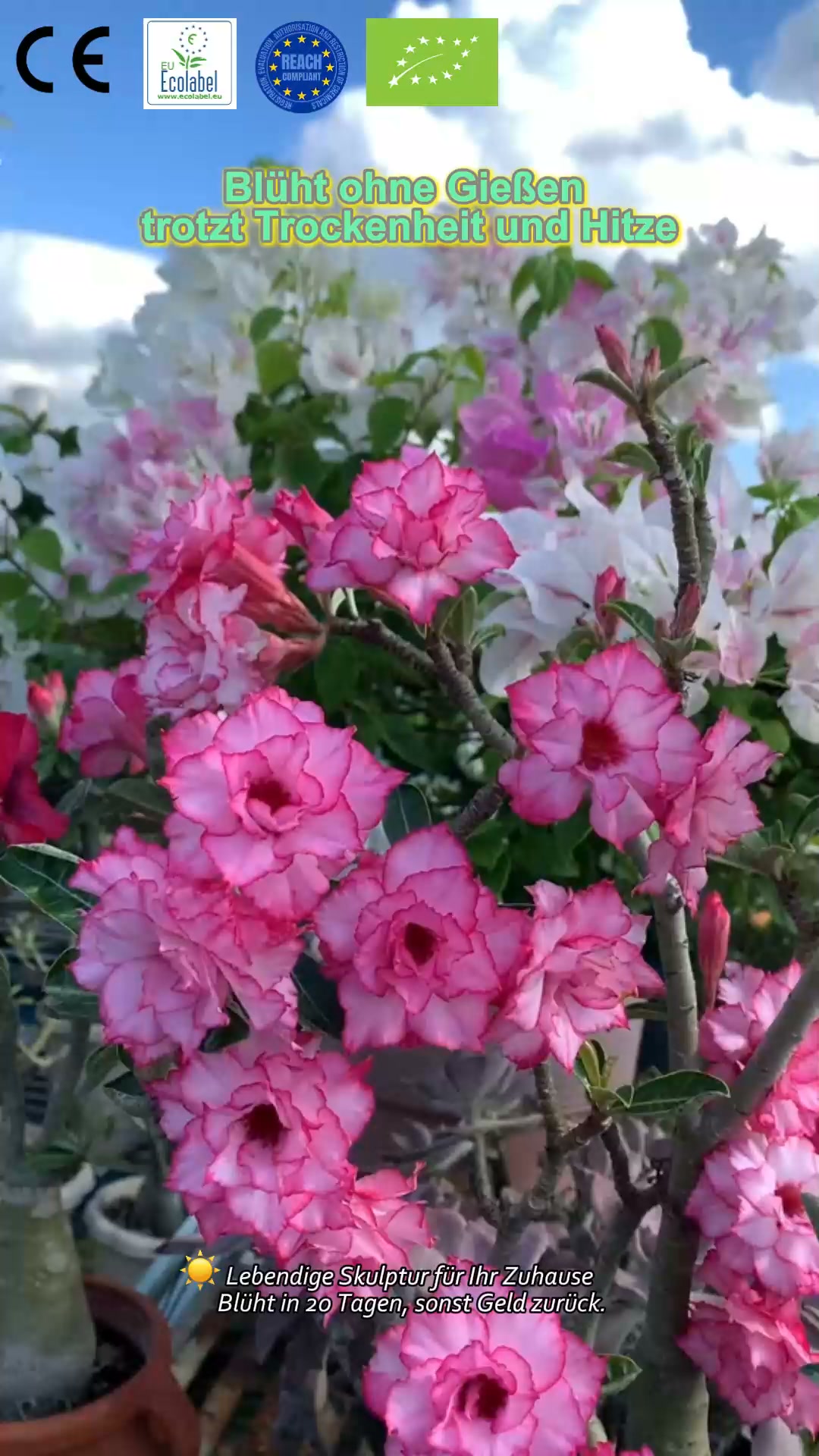 Mein Nachbar dachte, ich hätte sie aus dem Botanischen Garten!