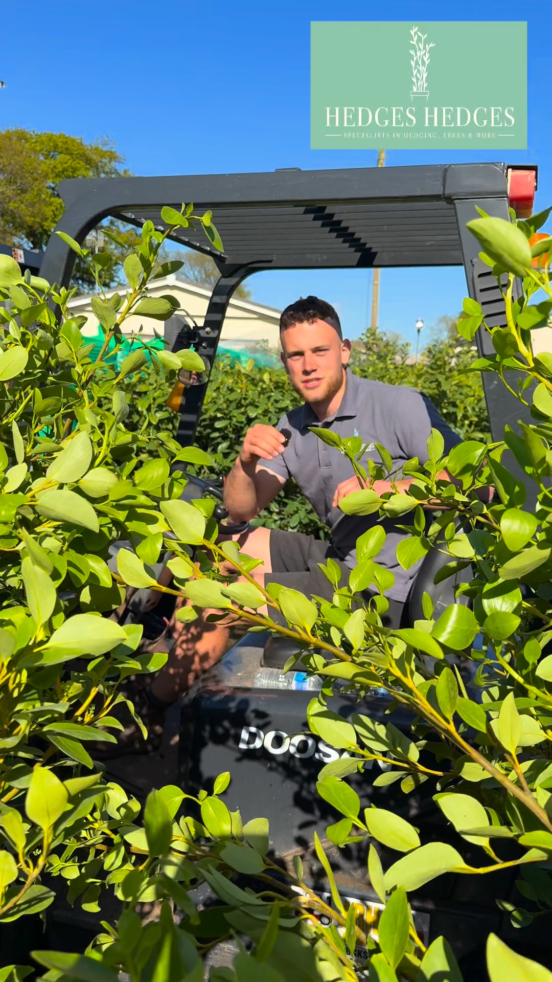 Low-Maintenance Privacy With Griselinia