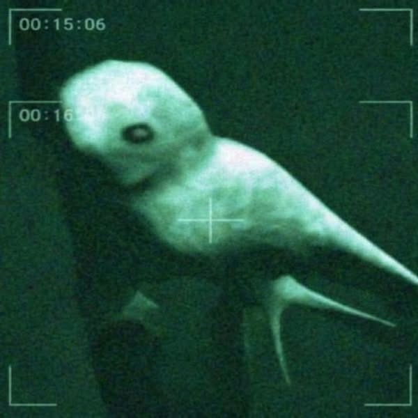 Die arktischen Ningen