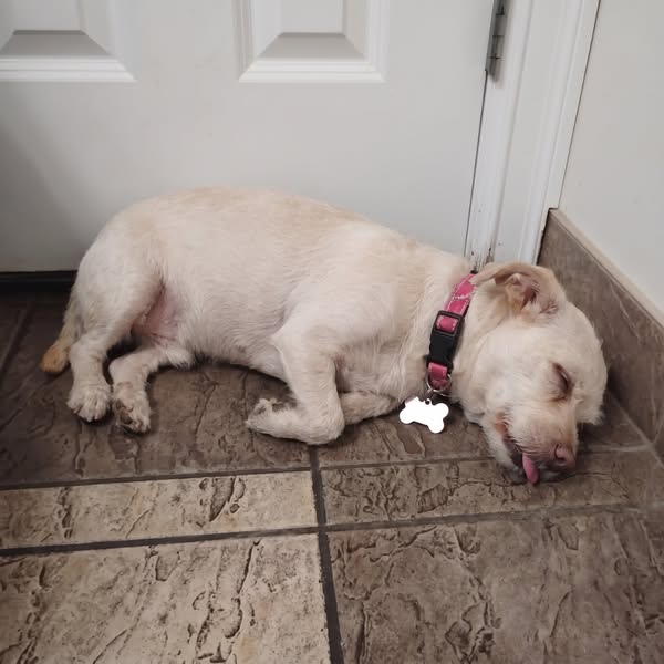 They Said Collapsed Trachea. They Were WRONG