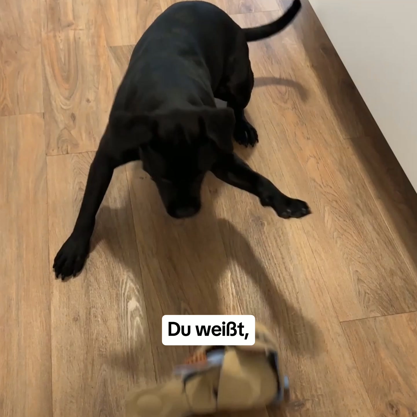 Hundebeschäftigung trotz vollem Alltag