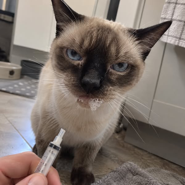 My Cat Nearly Died Because he Refused to Take his Medicine .