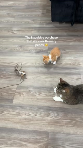Trusted by Cat Lovers, Loved by Kitties!
