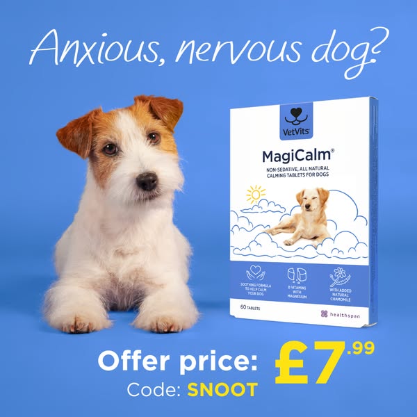 Natural Supplement for Anxious Dogs