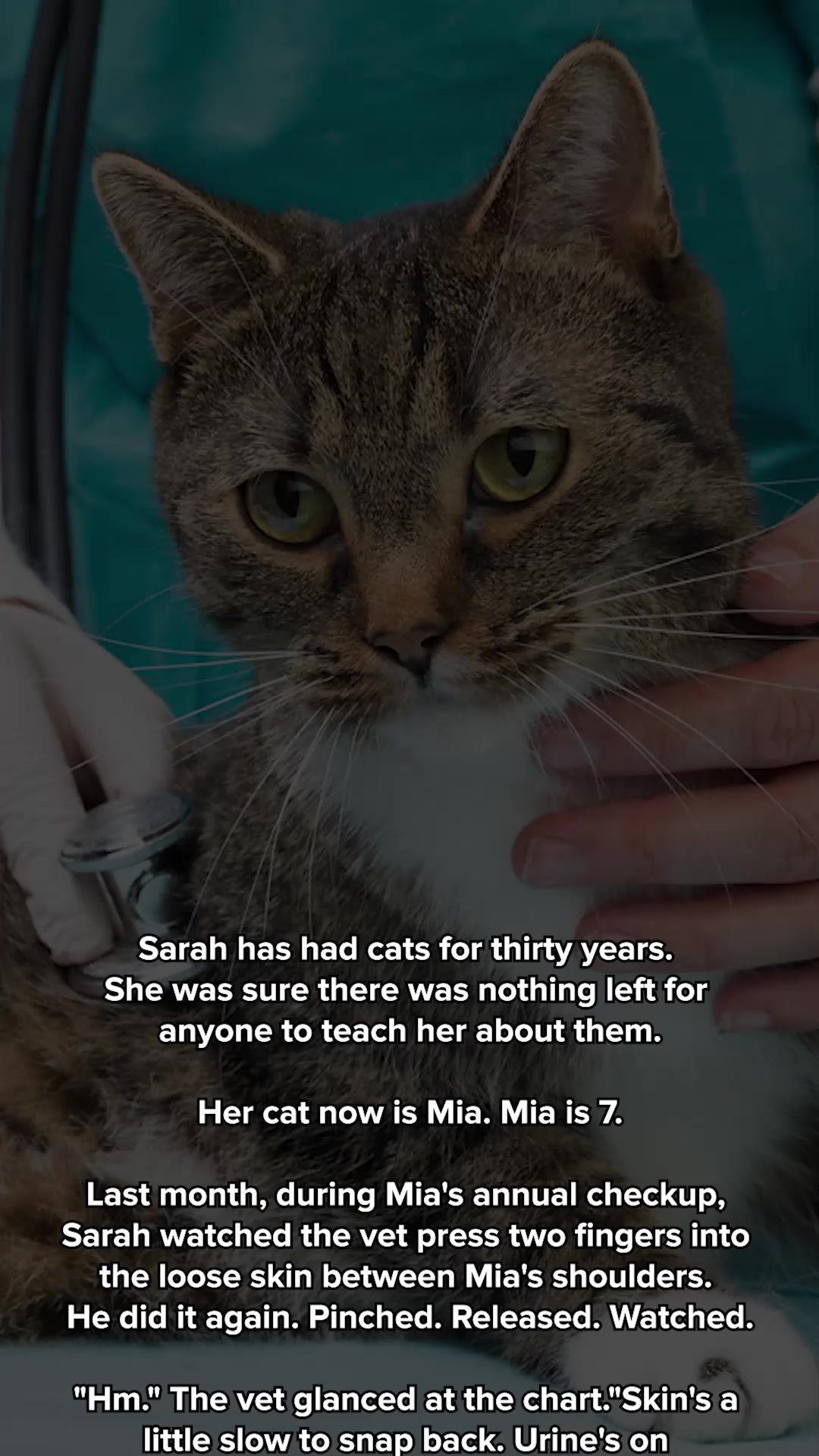 Is Your Cat Drinking Enough Water?