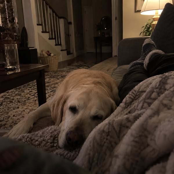 Why I Didn't Do TPLO On My Own Dog