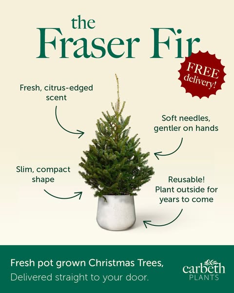 Pre-Order Your Real Pot-Grown Christmas Tree