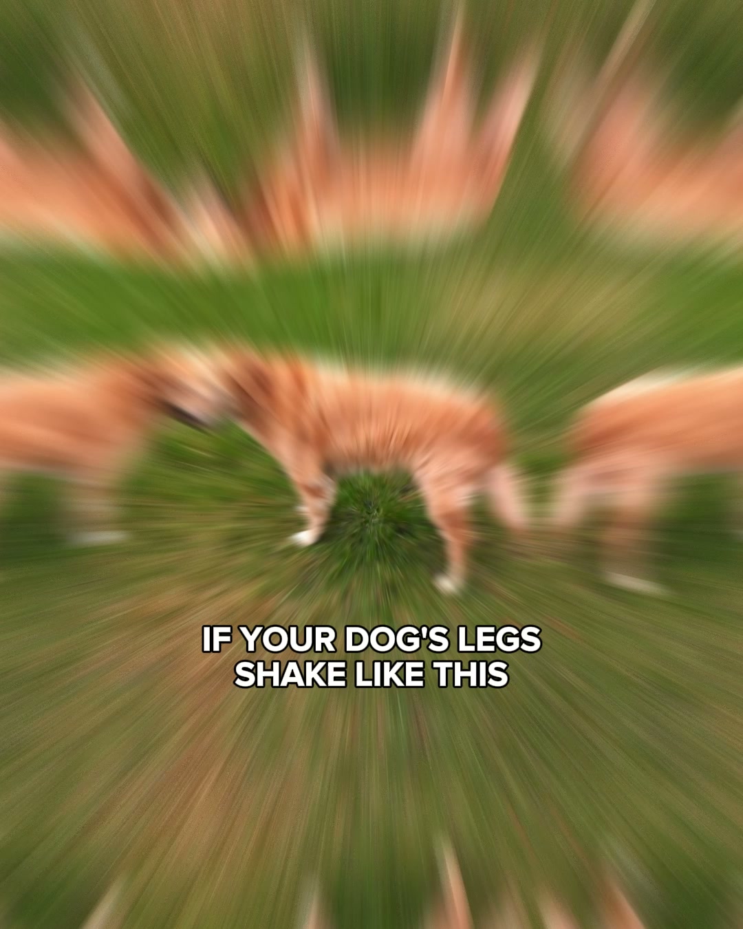 Stop Your Dog's Hind Leg Decline Today​