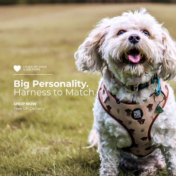 Big Personality. Harness to Match.