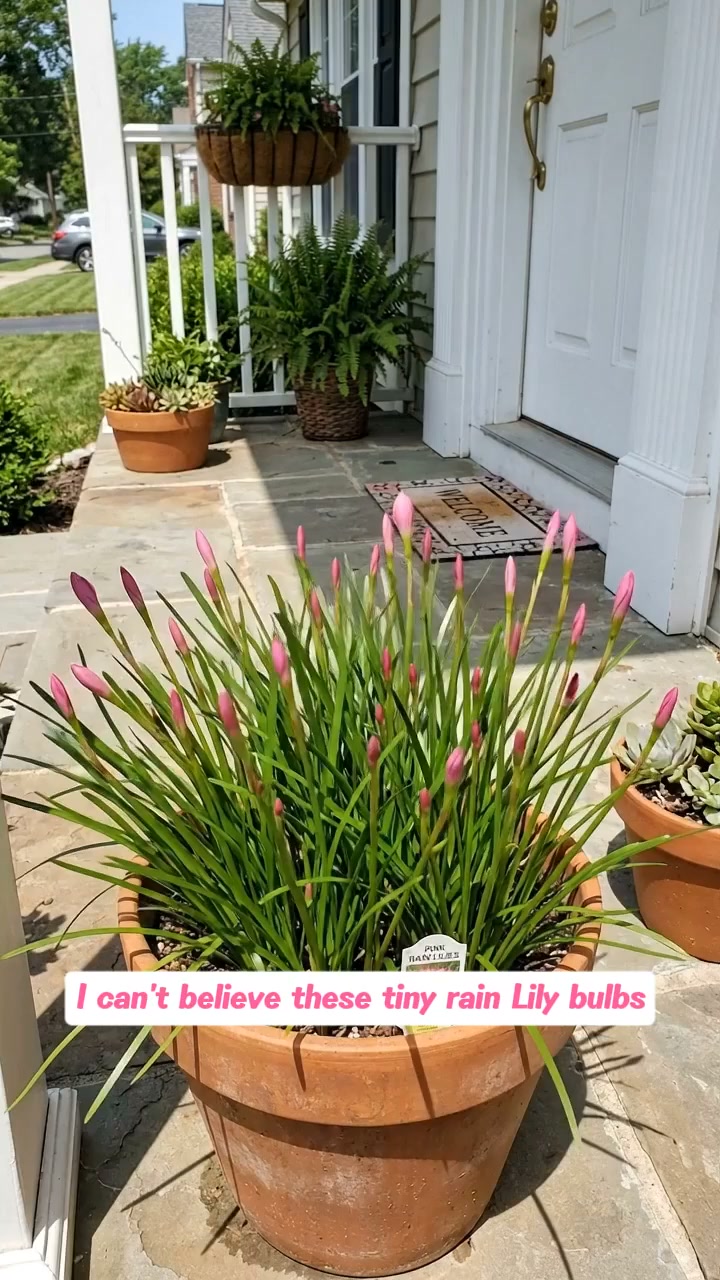 Premium Rain Lily Bulbs-Repeat-Blooming • Heat-Tolerant