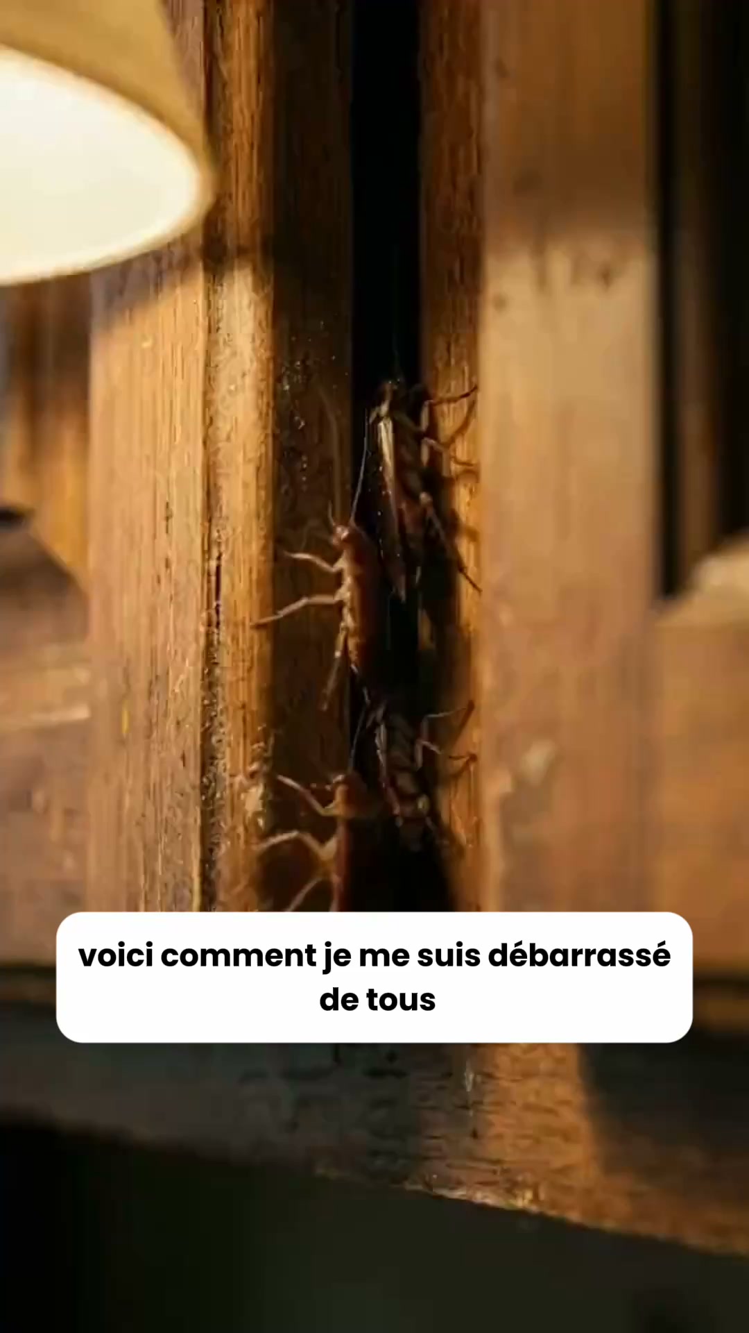 Dormez sans punaises ou remboursé