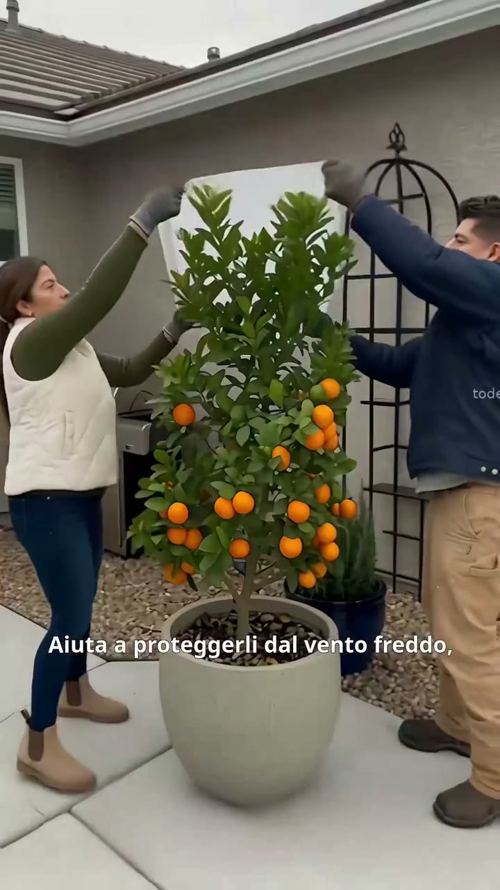 Copripianta invernale Sconto 50% !