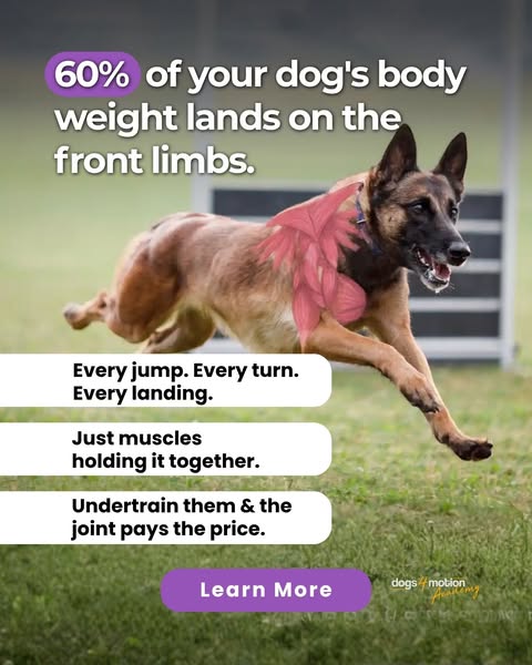 Shoulder Strength for Sport & Active Dogs