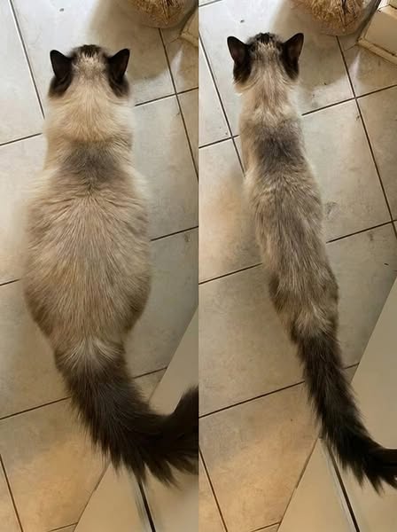 Eine Katze habe ich schon verloren. Nie wieder.