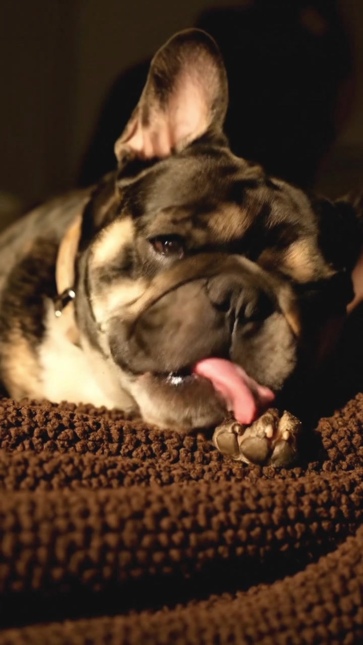 3 Tekenen Dat Je Hond Gevaar Loopt