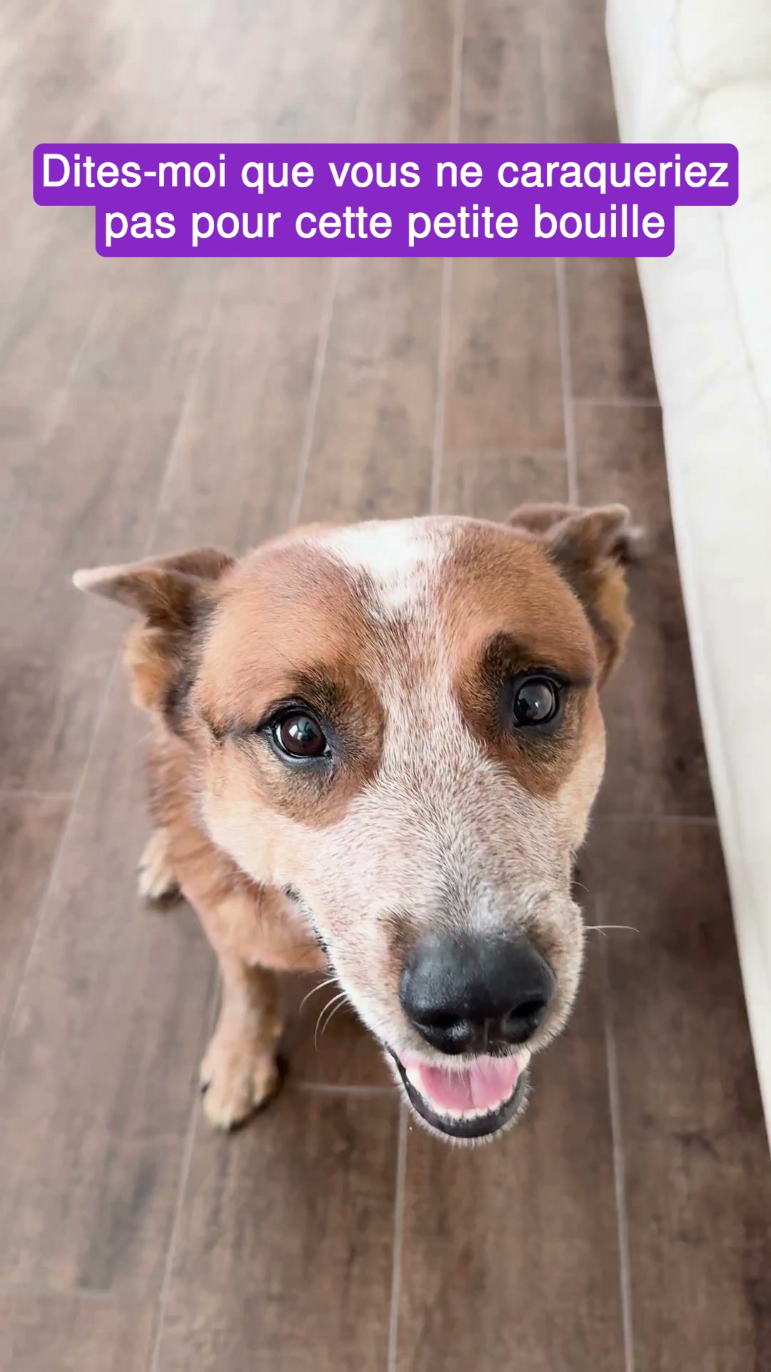 Freezbone est recommandé par les éducateurs canins.