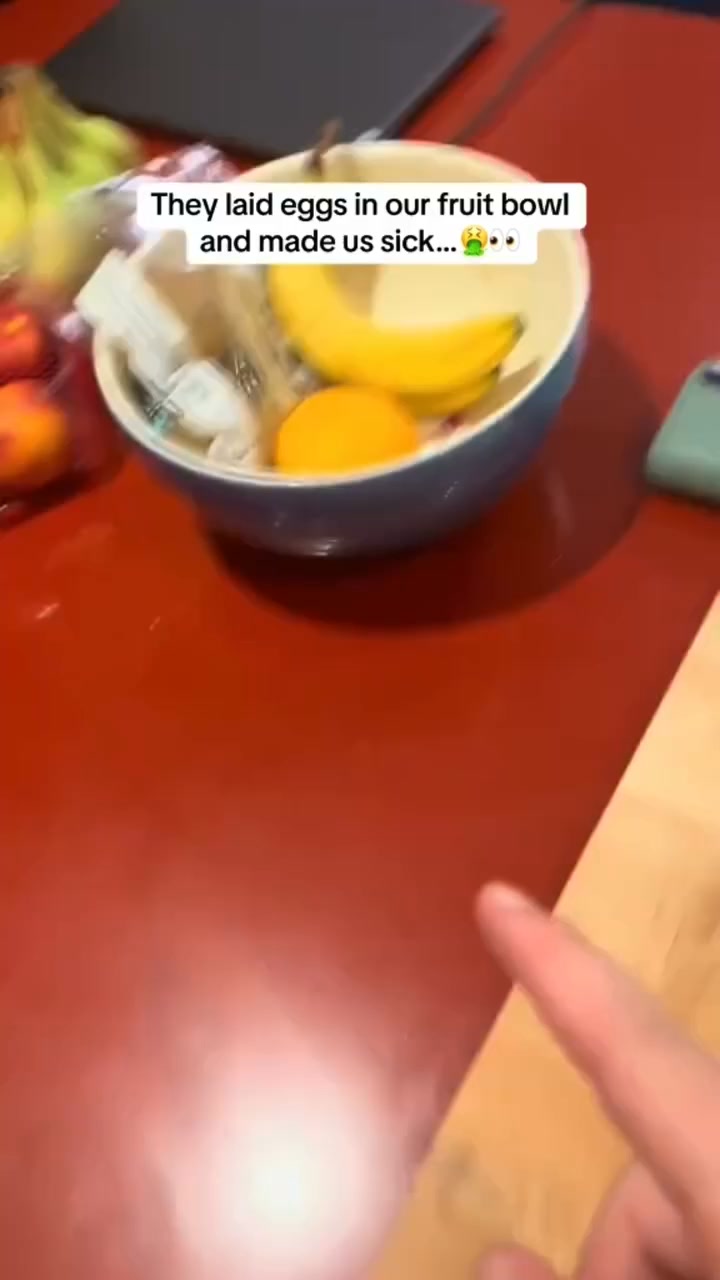 Ditch buzzing kitchen fruit flies. Instant effective trap lure refill!