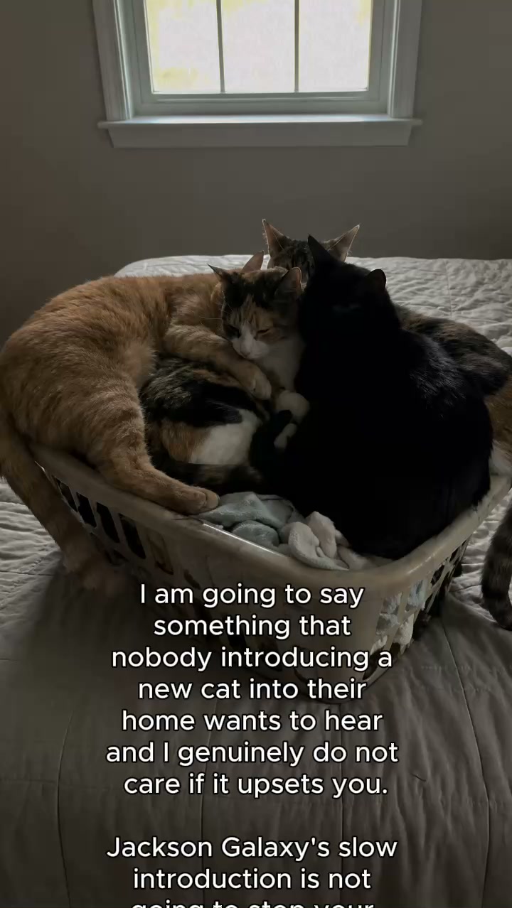 Read This If Your Resident Cat is Hurting Your New Kitten