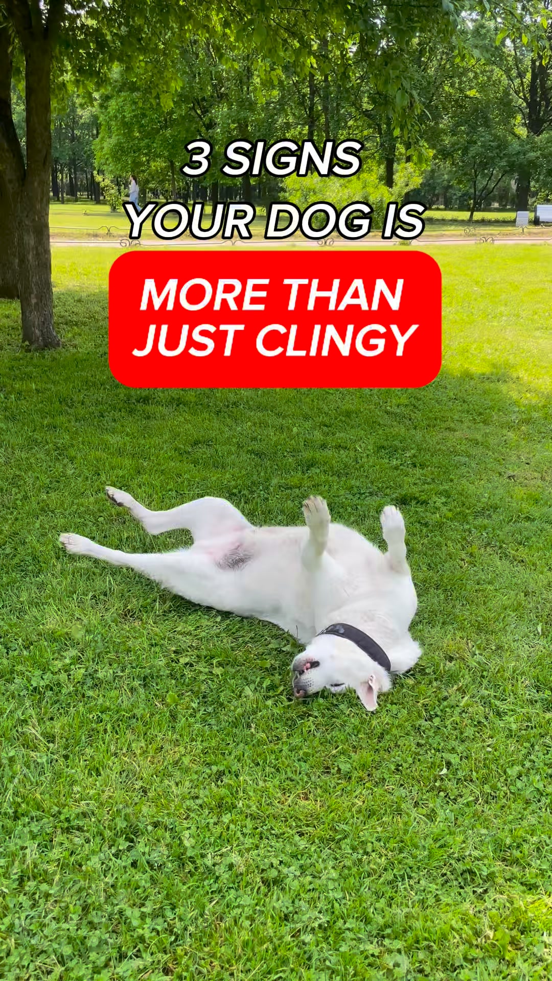 Daily Calm for Anxious Dogs