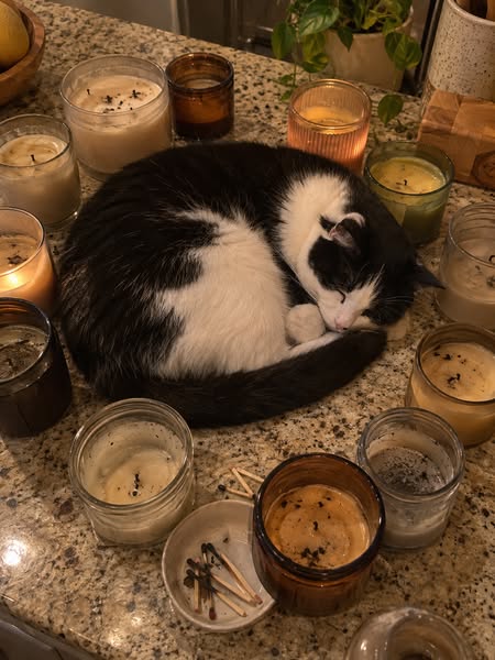 I Inherited My Mom's 14-Year-Old Cat. Nobody Warned Me About This.