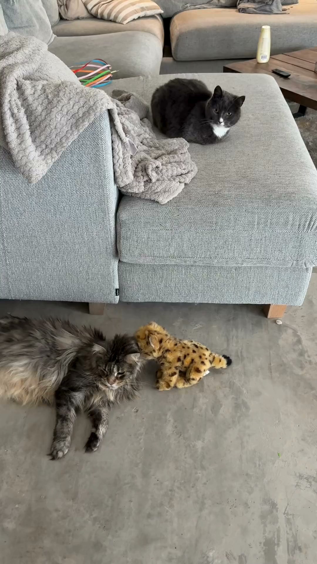 Volg je kat - Zonder abonnement
