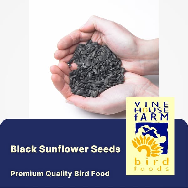 Black Sunflower Seeds