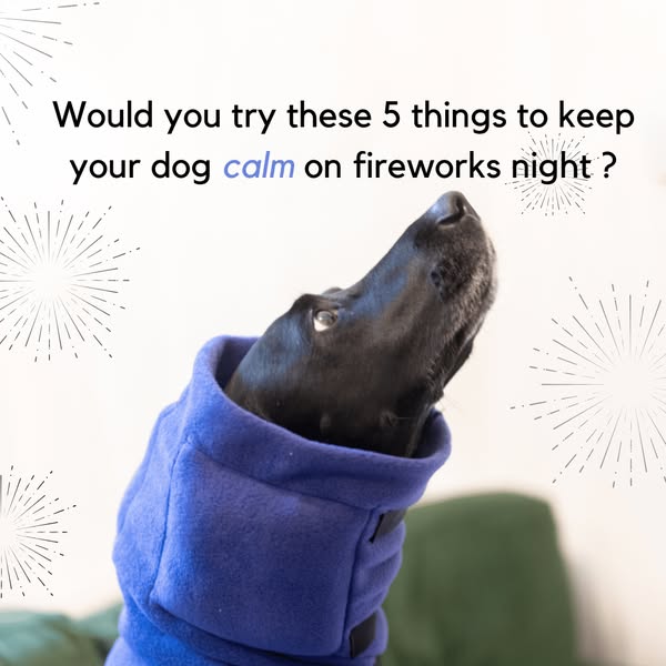 My Dog's Fireworks Prep