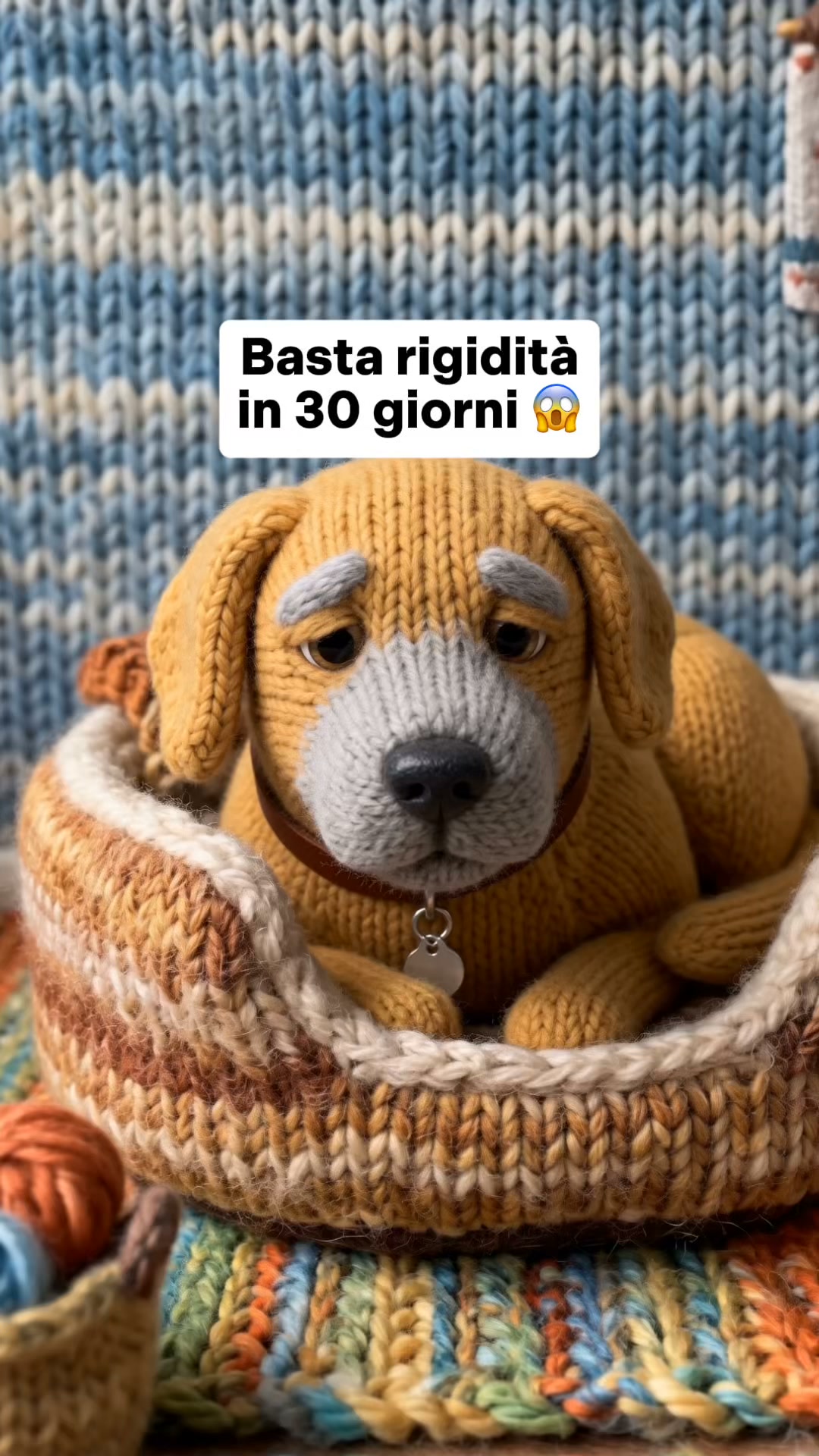 Fai in modo che il tuo cane possa tornare a saltare sul divano senza difficoltà