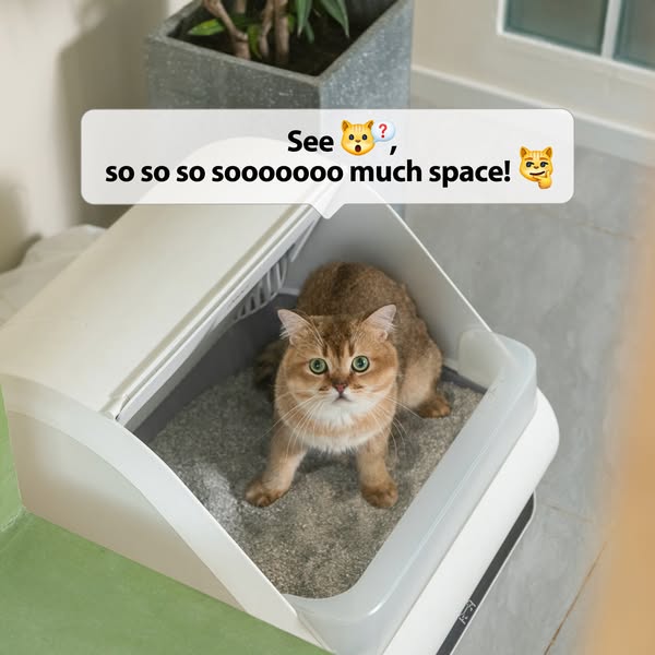 The purr-gonomic auto cat box fancied by all