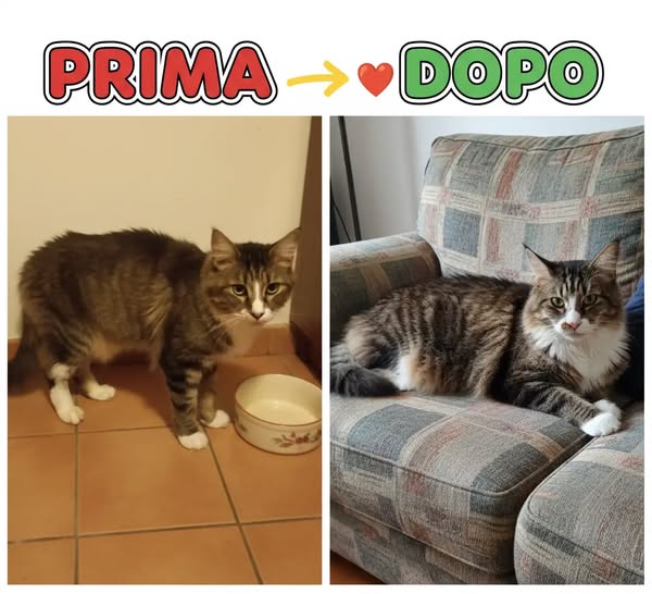 Non è il cibo. Non è l'età. Ecco cos'è.