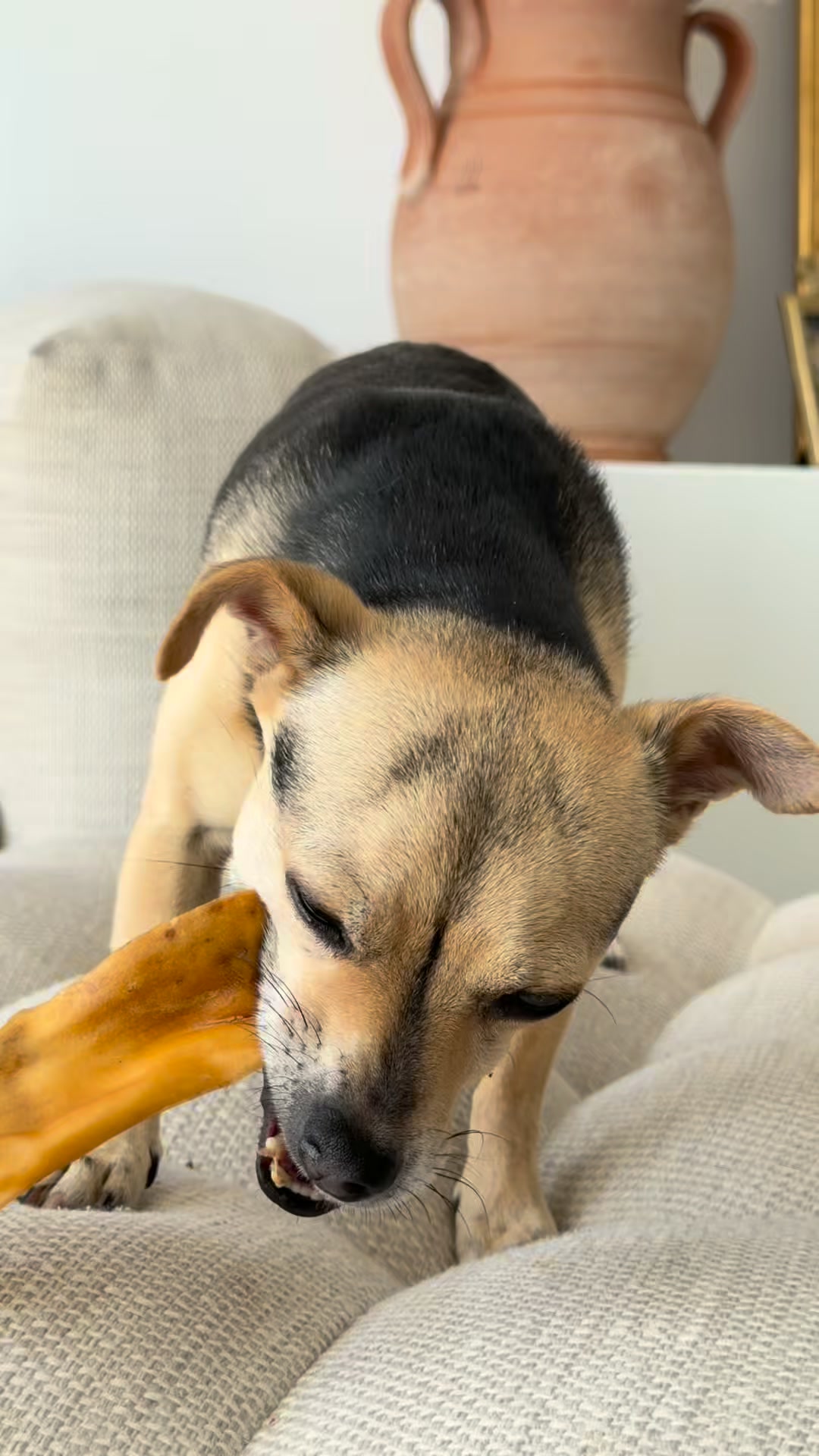 Occupez votre chien naturellement